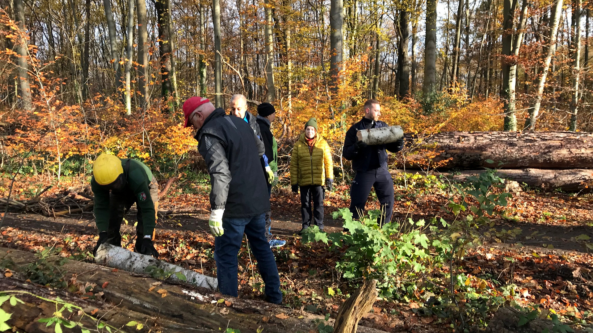 Die ab gelängten Baumstämme werden aus dem Wald zum neuen Insektenhotel getragen.